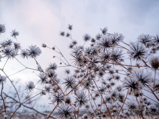 雪と植物