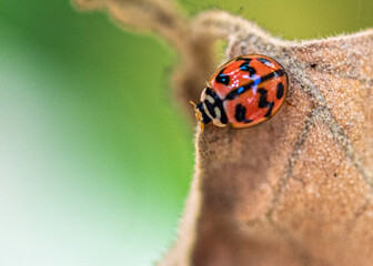 A ladybug on a dry leaf