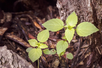Tender green leaves growing inside a rotten log.