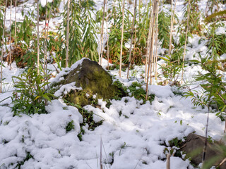石と植物と雪