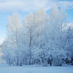  Landscape snowy and cold  forest. Snow covered trees against the blue sky. New Year's and Christmas holidays.  