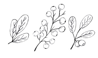 Drawn branches and leaves in a linear style. Doodle illustrations