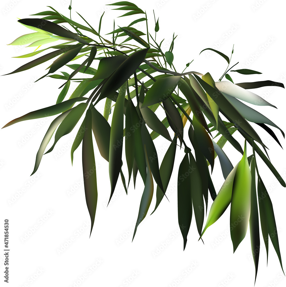 Wall mural green bamboo lush branch on white