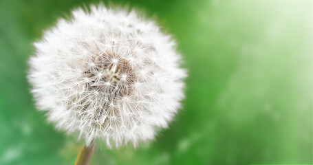 white, fluffy dandelion seeds close up, natural background
