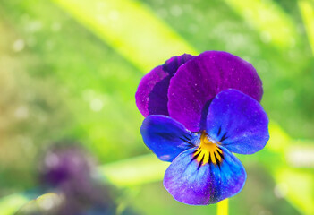 Obraz premium blue-violet viola flower on a yellow-green background in the afternoon