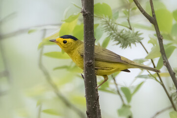 Obraz premium Male black-capped yellow Wilson's Warbler close up in forest