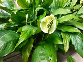 L&iacute;rio da Paz - Peace Lily
