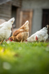 Hen in a farmyard (Gallus gallus domesticus)