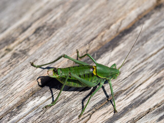 Polysarcus denticauda male insect, detail of large green grasshopper