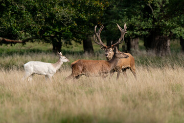Cerf élaphe, biche, cerf, brame, cervus elaphus