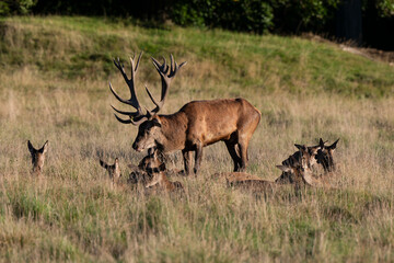 Cerf élaphe, biche, cerf, brame, cervus elaphus