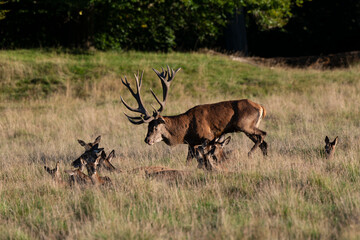 Cerf élaphe, biche, cerf, brame, cervus elaphus