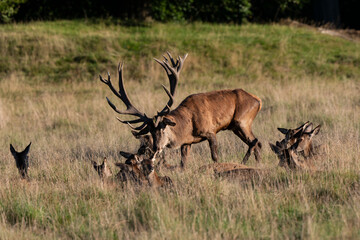 Cerf élaphe, biche, cerf, brame, cervus elaphus