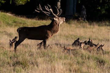 Cerf élaphe, biche, cerf, brame, cervus elaphus