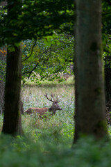 Cerf élaphe, cervus elaphus