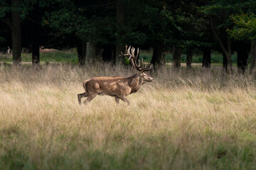 Naklejka na ściany i meble Cerf élaphe, cervus elaphus