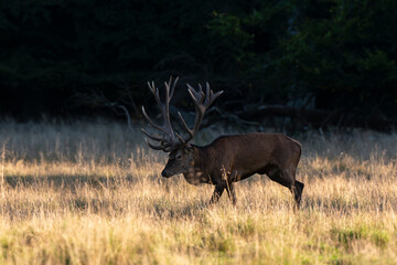 Cerf &eacute;laphe, cervus elaphus
