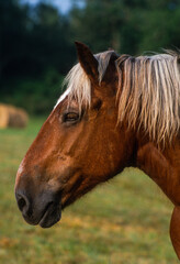 Obraz premium Cheval Comtois, cheval de trait, poulain, jument