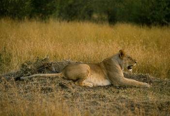 lion, femelle, lionne, Panthera leo, Afrique