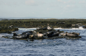 Phoque gris, Halichoerus grypus