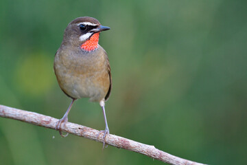 close up of red throat bird with sharp eyes perching on staight wooden branch over green background in nature, male of siberian rubythroat