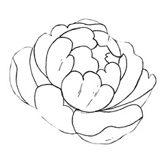 The peony is drawn in a linear style. Doodle illustration. Botanical style