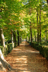 long straight road in the shade of big trees