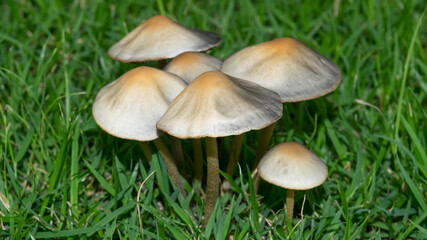 Wild mushroom growing in green grass field.