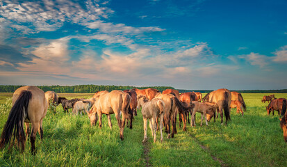 Naklejka na ściany i meble Horses graze on the collective farm field in summer.
