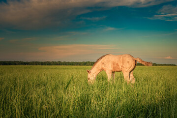 Fototapeta na wymiar Horses graze on the collective farm field in summer.