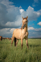 Horses graze on the collective farm field in summer.