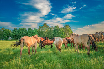 Naklejka na ściany i meble Horses graze on the collective farm field in summer.