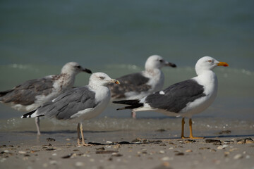 Caspian Gulls and Yellow-legged gull at Busaiteen coast of Bahrain