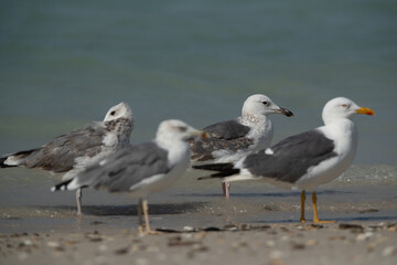 Caspian Gull and Yellow-legged gull at Busaiteen coast of Bahrain. Selective focus on back had been done.
