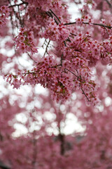 満開のオカメザクラ