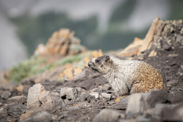 Curious marmot looking for something to eat, Canadian Rockies, Canada