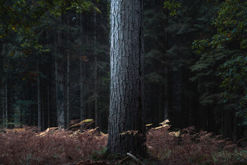 Forest of dean 