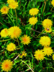 treated by many gardeners as a weed these yellow dandelion flowers photographed and designed in glowing style