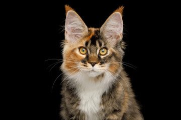 Portrait of red maine coon cat gazing with brush on ears, on Isolated black background