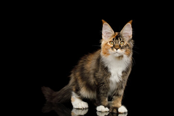 Fototapeta na wymiar Playful red maine coon cat with polydactyl paws standing on Isolated black background