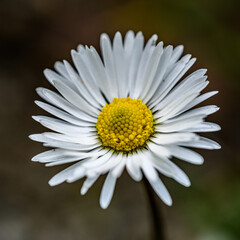 detail flower of white common, lawn, or English daisy, bruisewort, or woundwort (Bellis perennis)