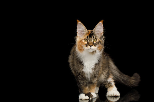 Playful red maine coon cat with polydactyl paws standing on Isolated black background