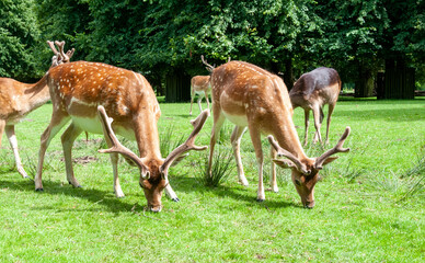 Young deer in the spring sun