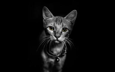 Black and white cat portrait