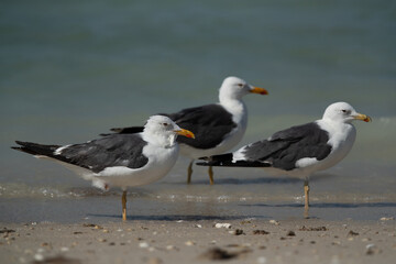Lesser Black-backed Gulls at Busaiteen coast, Bahrain