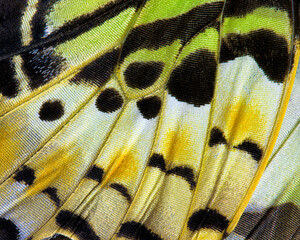 Butterfly wing abstract using extreme close up of fragile animal markings