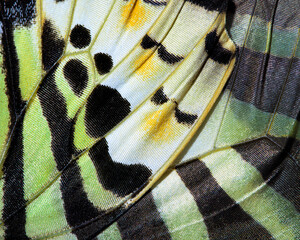 Butterfly wing abstract using extreme close up of fragile animal markings - Powered by Adobe