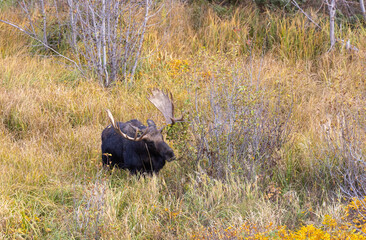 Bull Shiras Moose During the Fall Rut in Wyoming