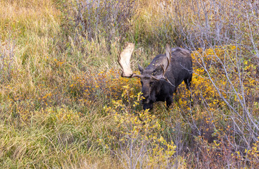Bull Shiras Moose During the Fall Rut in Wyoming