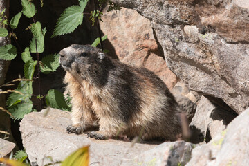 Marmotte du mercantour